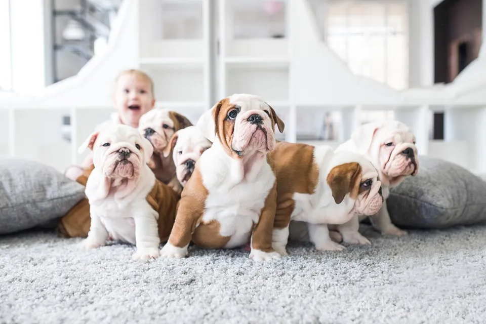 Cleaning up Spills and Pet Stains
