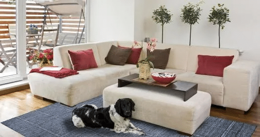The Ultimate Guide for Pets and Carpets/Rugs: Cleaning Pet Odors and Stains for a Healthy Home