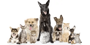 What Pets Bring Into Our Homes and Leave On Our Carpets and Rugs