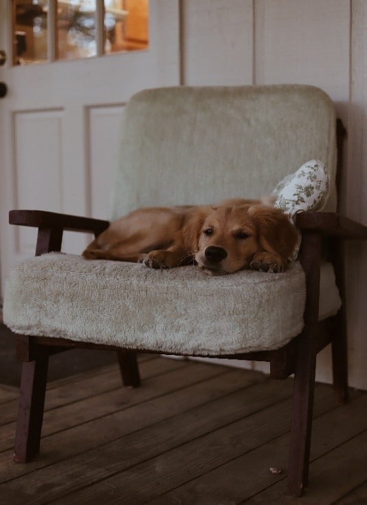 Protectant for Your Furniture
