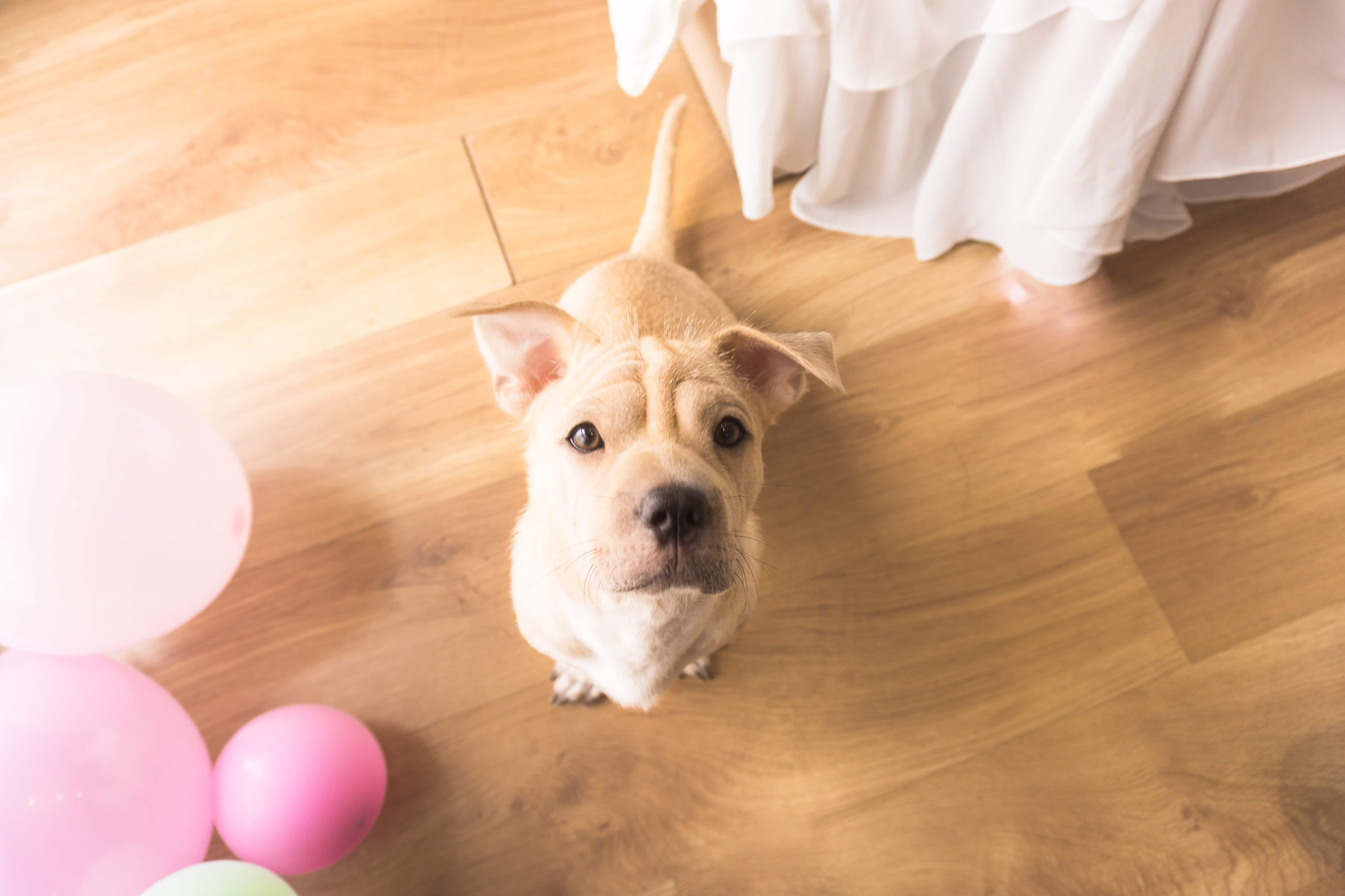 Luxury Vinyl Plank vs. Hardwood Flooring