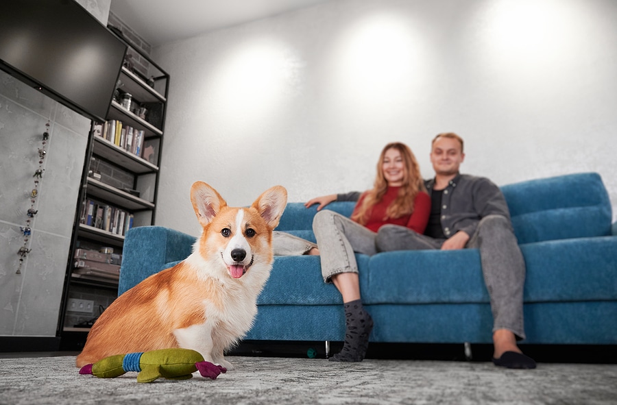 Introducing the New MasterBlend Anti-Allergy Treatment for Carpet