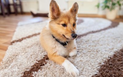 Say goodbye to pet stains and hello to a fresh rug.