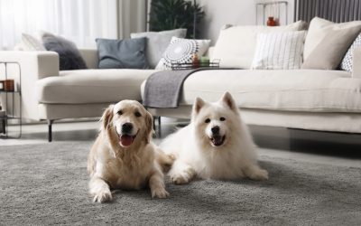 Pets and rugs can coexist!