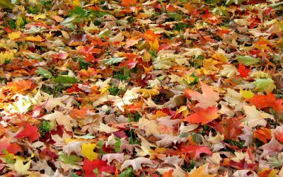 Fall into Freshness: Prepare Your Rugs for the Season Ahead