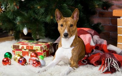 Prepare for the Holidays with Clean Rugs and Ayoub’s Expert Care