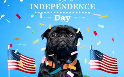 Celebrate Independence from Dirt: Why Summer Is the Best Time to Refresh Your Rugs, Carpets, and Outdoor Cushions